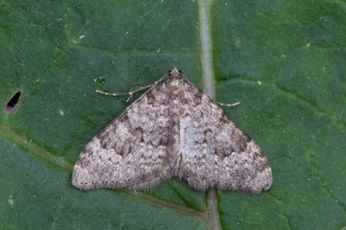 Nebula ibericata